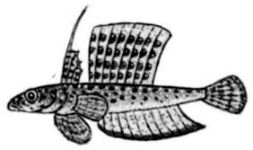 Callionymus Claves_maculatus